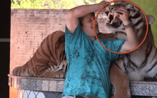 brazilian-family-owns-seven-tigers
