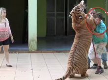 brazilian-family-owns-seven-tigers