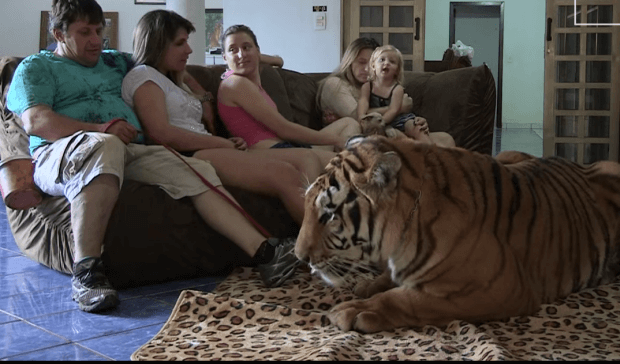 brazilian-family-owns-seven-tigers