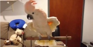 cockatoo