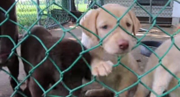 labrador-puppies1