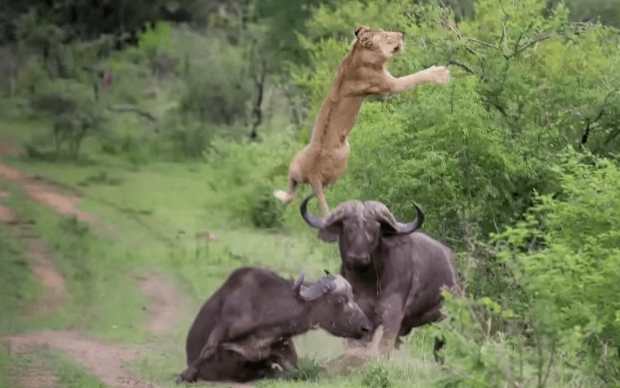 animals-fight-for-their-life1