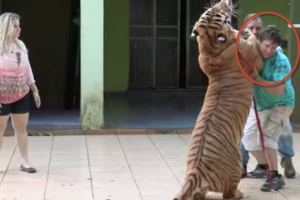 brazilian-family-owns-seven-tigers