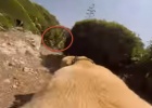 labrdor runs with gopro cam to the sea