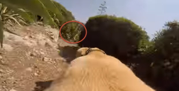 labrdor runs with gopro cam to the sea